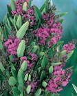 Dwarf Native Sarsaparilla
