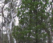 Black Cypress Pine