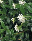 Chinese Star Jasmine