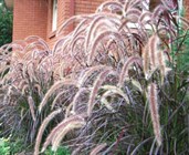 Purple Fountain Grass