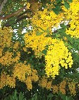 Queensland Cassia