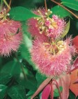 Cascade Lilly Pilly