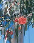 Coral Gum