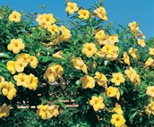 Golden Trumpet Vine