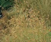 Kangaroo Grass