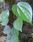 Native Pepper Vine