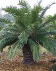 Nut Palm