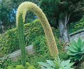 Spineless Agave