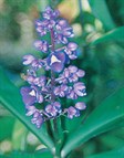 Blue Ginger