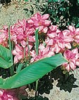 Cape York Lily