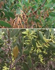 Coastal Golden Wattle