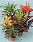 Croton