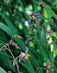 Flax Lilies
