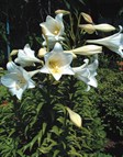 November Lily