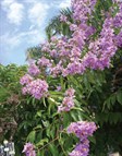 Queen Crepe Myrtle