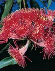 Swamp Bloodwood