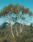 Wolgan Snow Gum