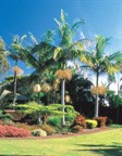 Bangalow Palm
