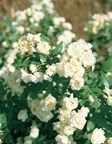 Banksia Rose