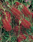 Bottle Brush