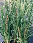 Fine Leaf Lomandra