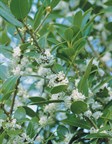 Fragrant Olive