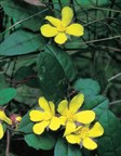Guinea Flower or Snake Vine