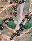 Jaboticaba