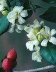 Native Mock Orange