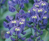Native Wisteria