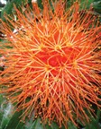 Panama Flame Tree