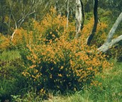 Scotch or Common Broom