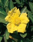 Snake Vine