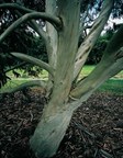 Snow Gum