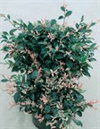 Variegated Star Jasmine