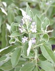 Vitex