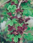 Five-leafed Akebia