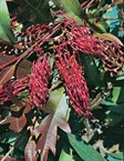 Groundcover Grevillea