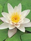 Hybrid Water Lily