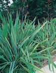 Phormium Tenax and Cultivars