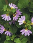 Scaevola