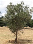 Swan Hill Olive