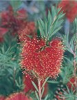 Bottlebrush