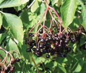 Elderberry