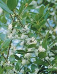 Fragrant Olive, Holly Osmanthus