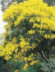 Fringed Wattle