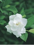 Gardenia