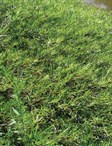 Grevillea Groundcovers