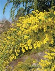 Hairy Wattle or Weeping Boree