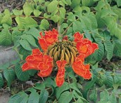 African Tulip Tree